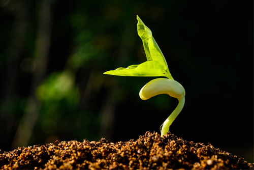 Keimling spriest aus der Erde